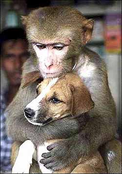 c ton chien..!